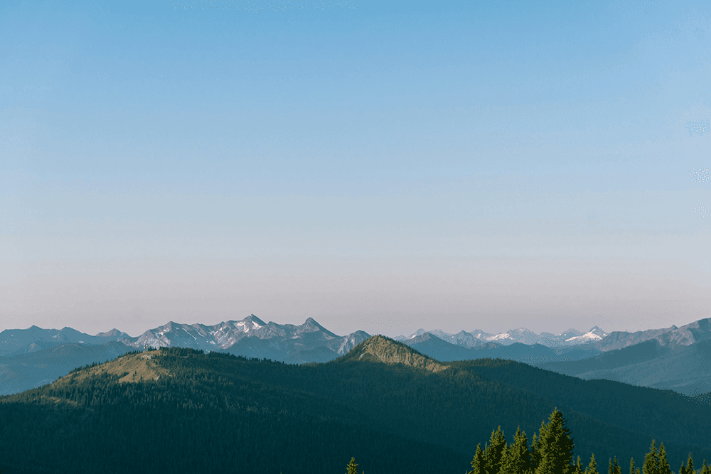 A scenic view of a forest