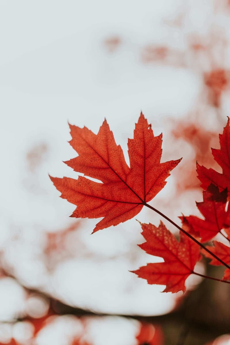 Red maple leaves on a branch